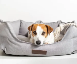 Luxury Sofa-Style Dog Bed