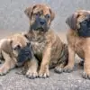 3 Months Boerboel Puppies for sale