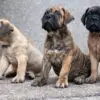 3 Months Boerboel Puppies for sale
