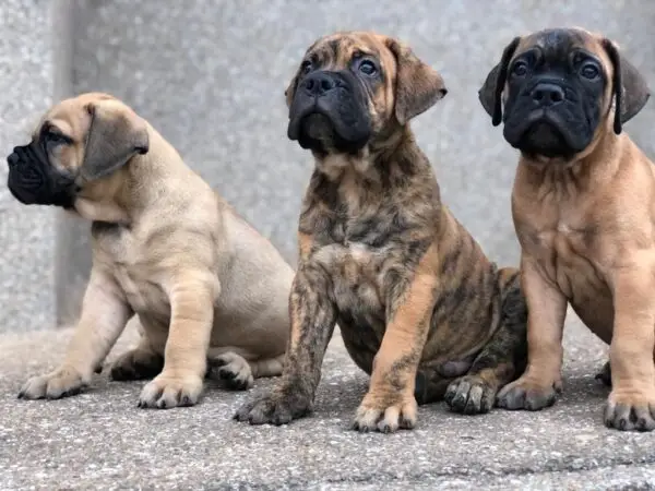 3 Months Boerboel Puppies for sale