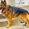 Male German Shepherd For Stud