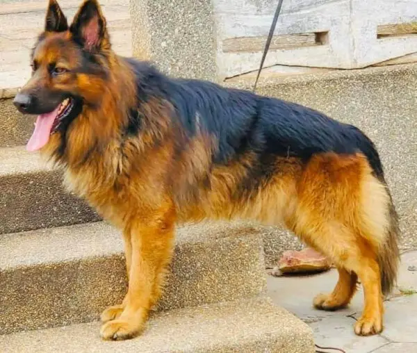 Male German Shepherd For Stud