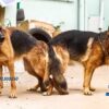 Male German Shepherd For Stud