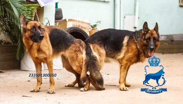 Male German Shepherd For Stud