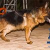 Male German Shepherd For Stud