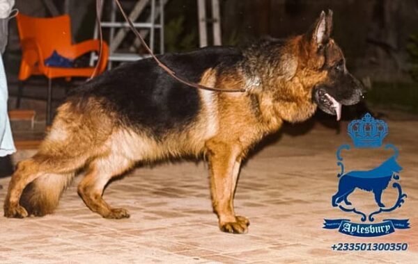 Male German Shepherd For Stud