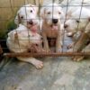 3 months pitbull puppies for sale