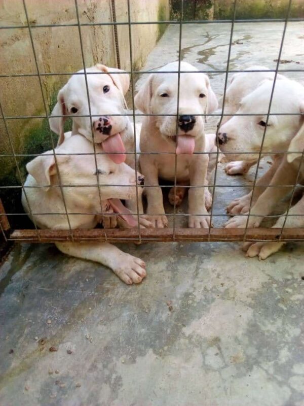 3 months pitbull puppies for sale