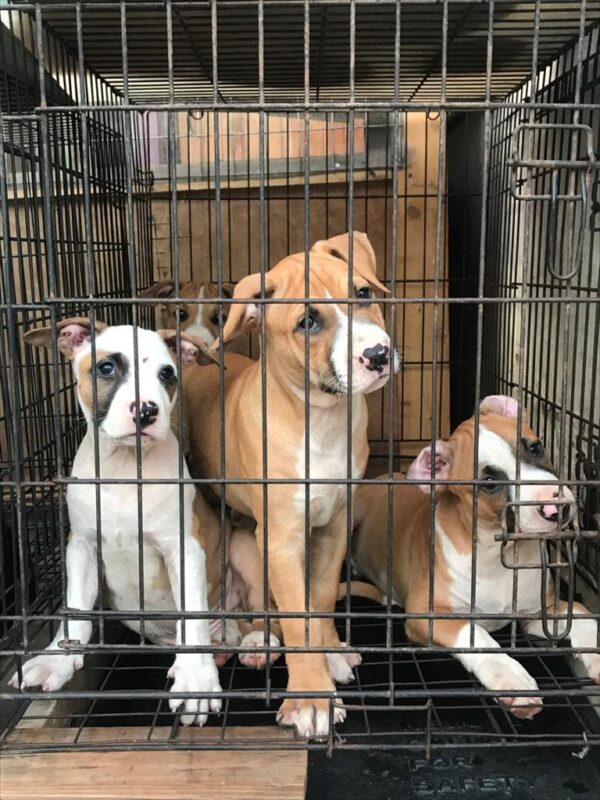 3 months pitbull puppies for sale