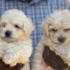 2 months poodle puppies for sale
