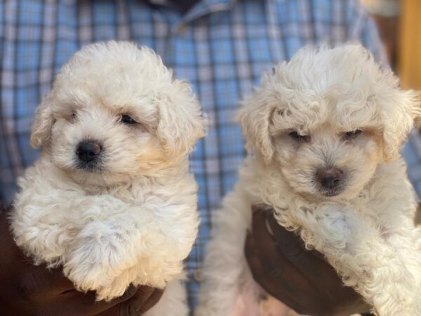 2 months poodle puppies for sale