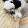 2 months poodle puppies for sale