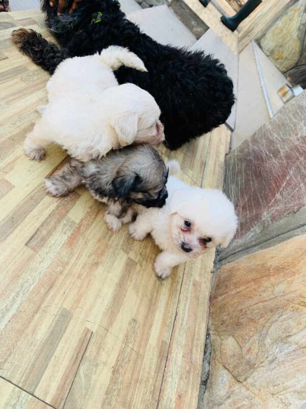 2 months poodle puppies for sale