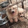 2 months poodle puppies for sale