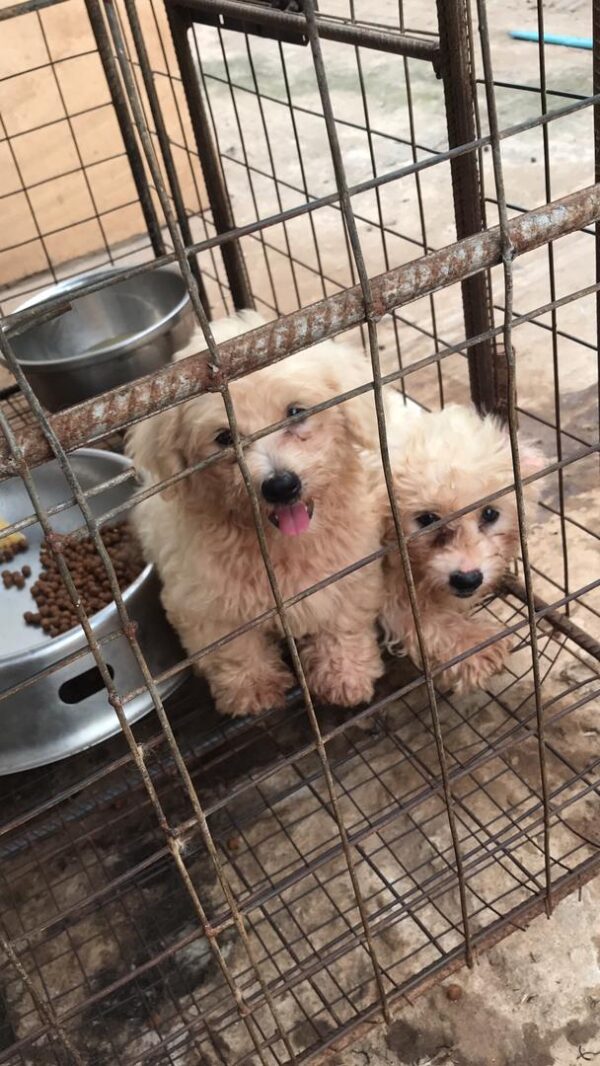 2 months poodle puppies for sale