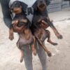 2 months Doberman puppies for sale