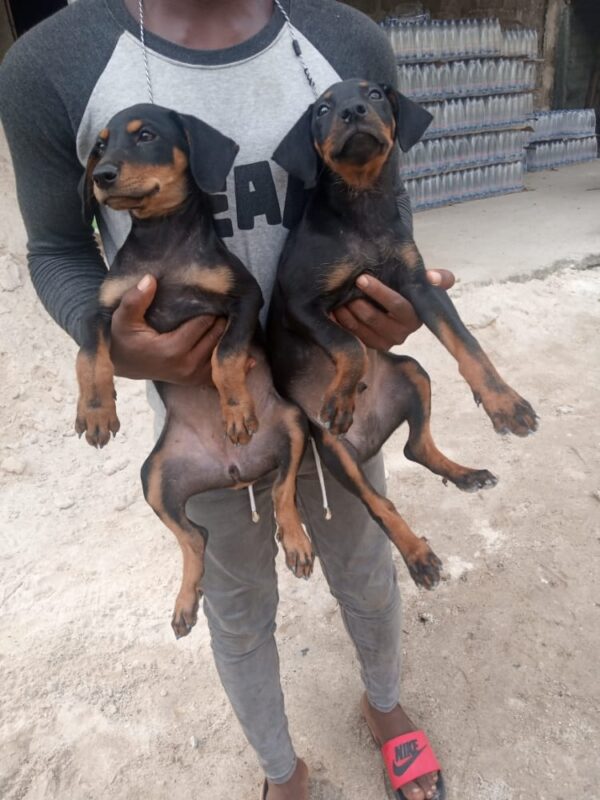 2 months Doberman puppies for sale