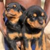 3 months Rottweiler Puppies for sale