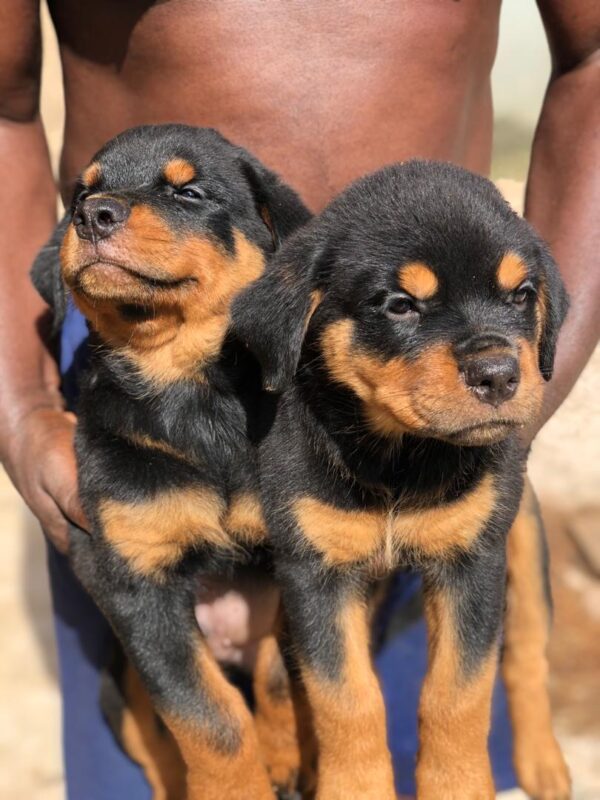 3 months Rottweiler Puppies for sale