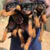 3 months Rottweiler Puppies for sale