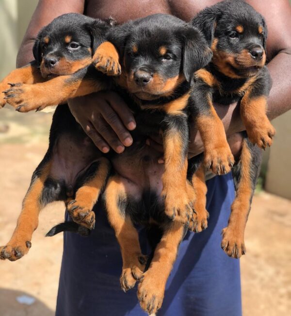 3 months Rottweiler Puppies for sale
