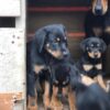 2 months Doberman puppies for sale