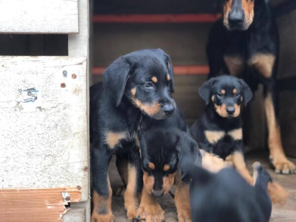 2 months Doberman puppies for sale