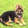 3 months old German shepherd