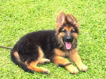 3 months old German shepherd