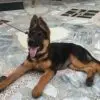 3 months old German shepherd