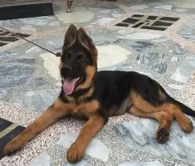 3 months old German shepherd