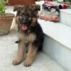 3 months old German shepherd