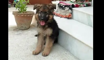 3 months old German shepherd